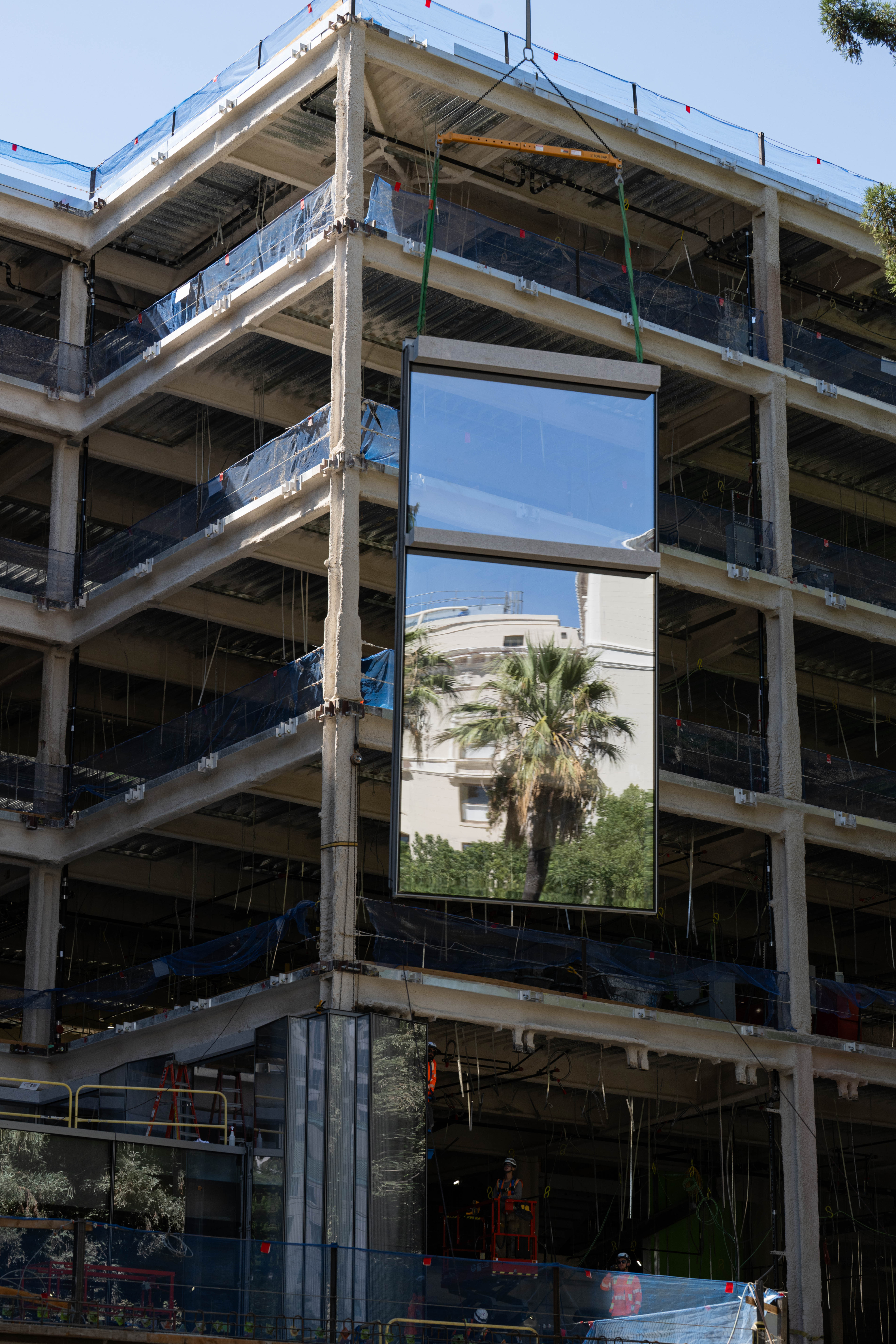 A suspended glass panel reflects a historic palm tree.
