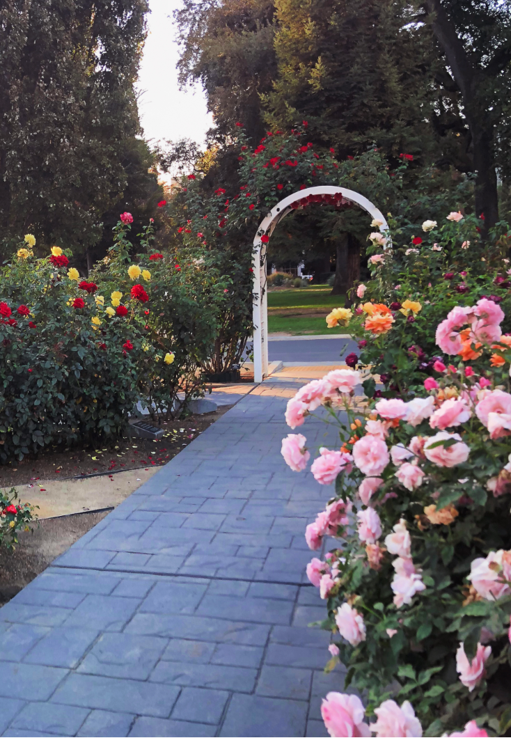 Capitol Rose Garden